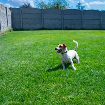 Pet turf installation services in Plano, TX