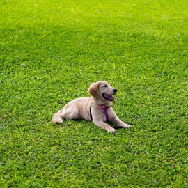 Pet Turf Installation Dallas