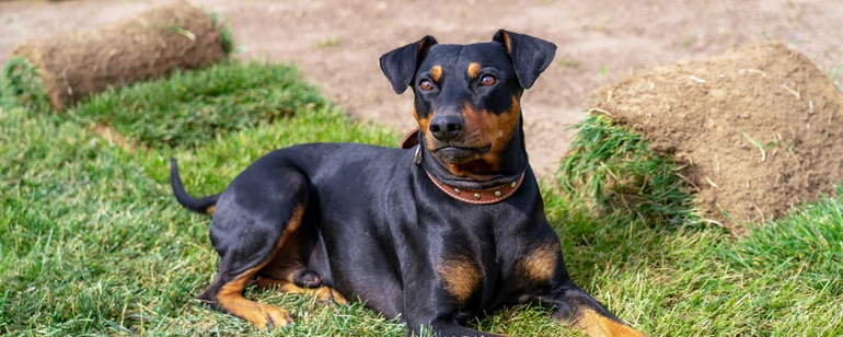 Pet Turf Installation in Dallas for Dogs and Pets